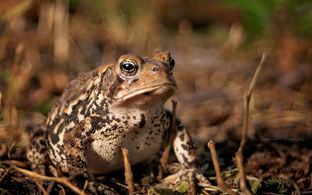 American Bullfrog by Angelia Fenton on 500px.com