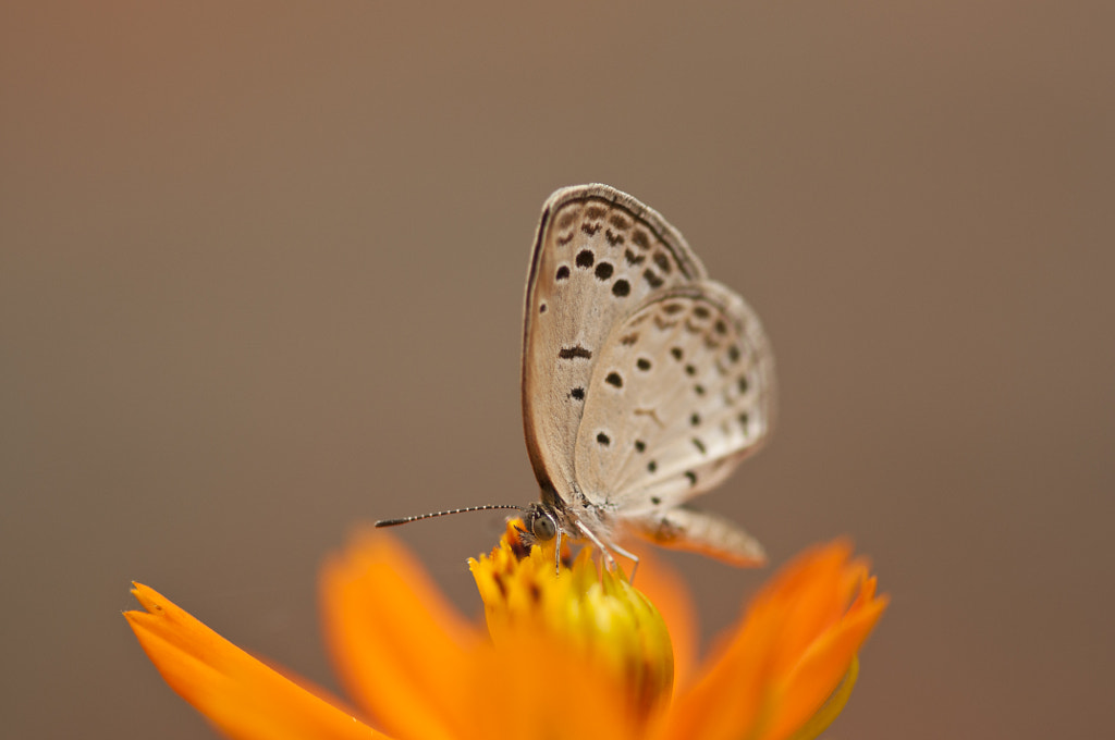 butterfly by Parnava Majumdar on 500px.com