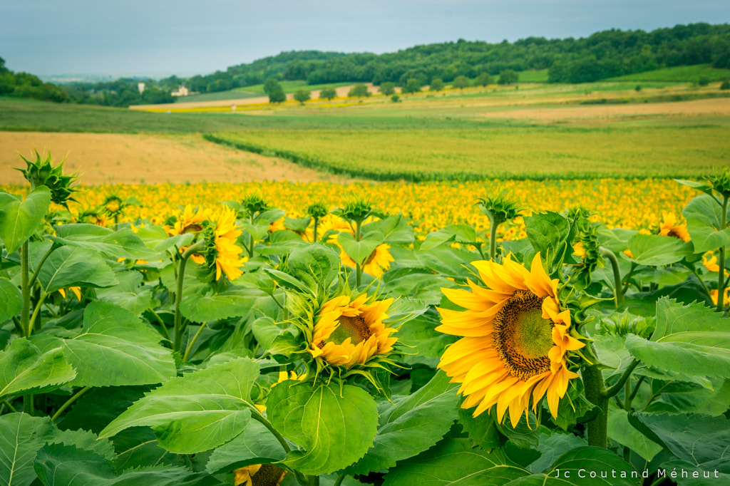 Sunflower in Touraine by Jean-Christophe COUTAND MEHEUT on 500px.com
