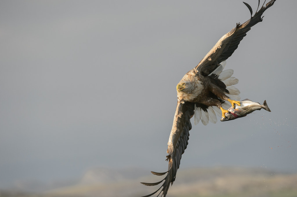 White-tailed Eagle with catch. by Andy Astbury on 500px.com