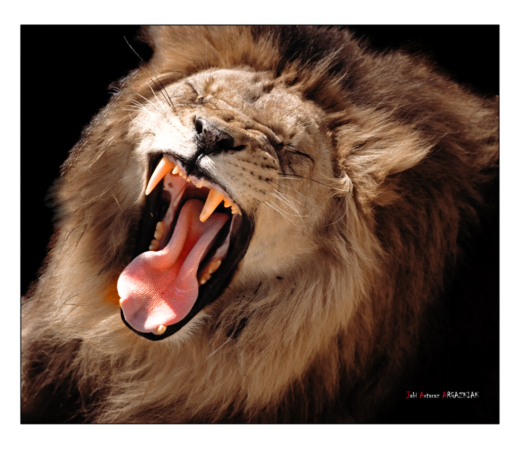 El rugido del león