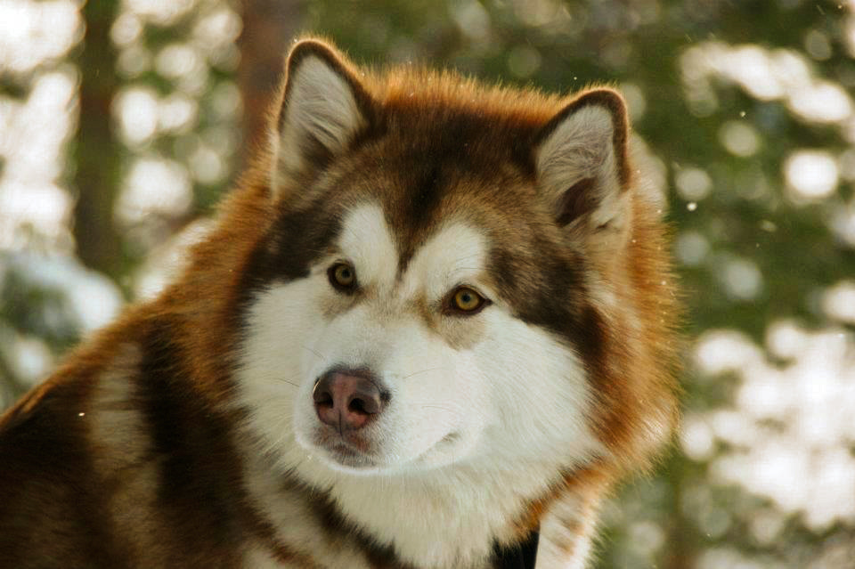 Milo - red&white alaskan malamute by Art Giardeto - Photo 7712863 / 500px