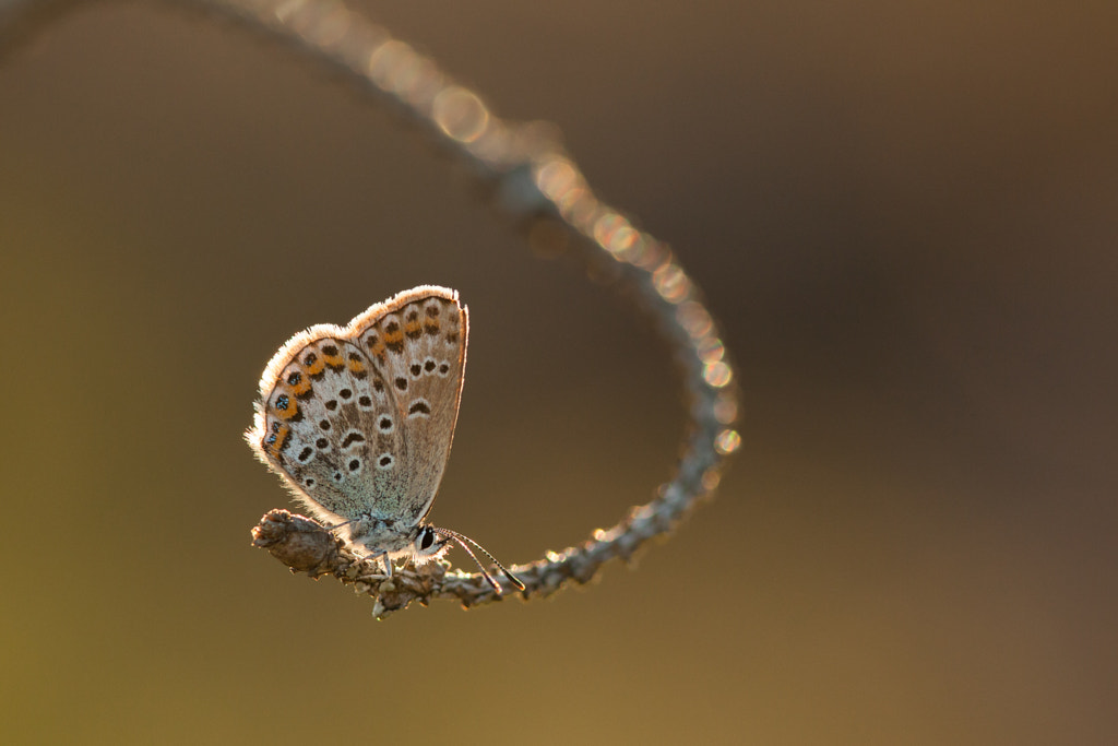 Blåvinge by Magnus Forsberg on 500px.com