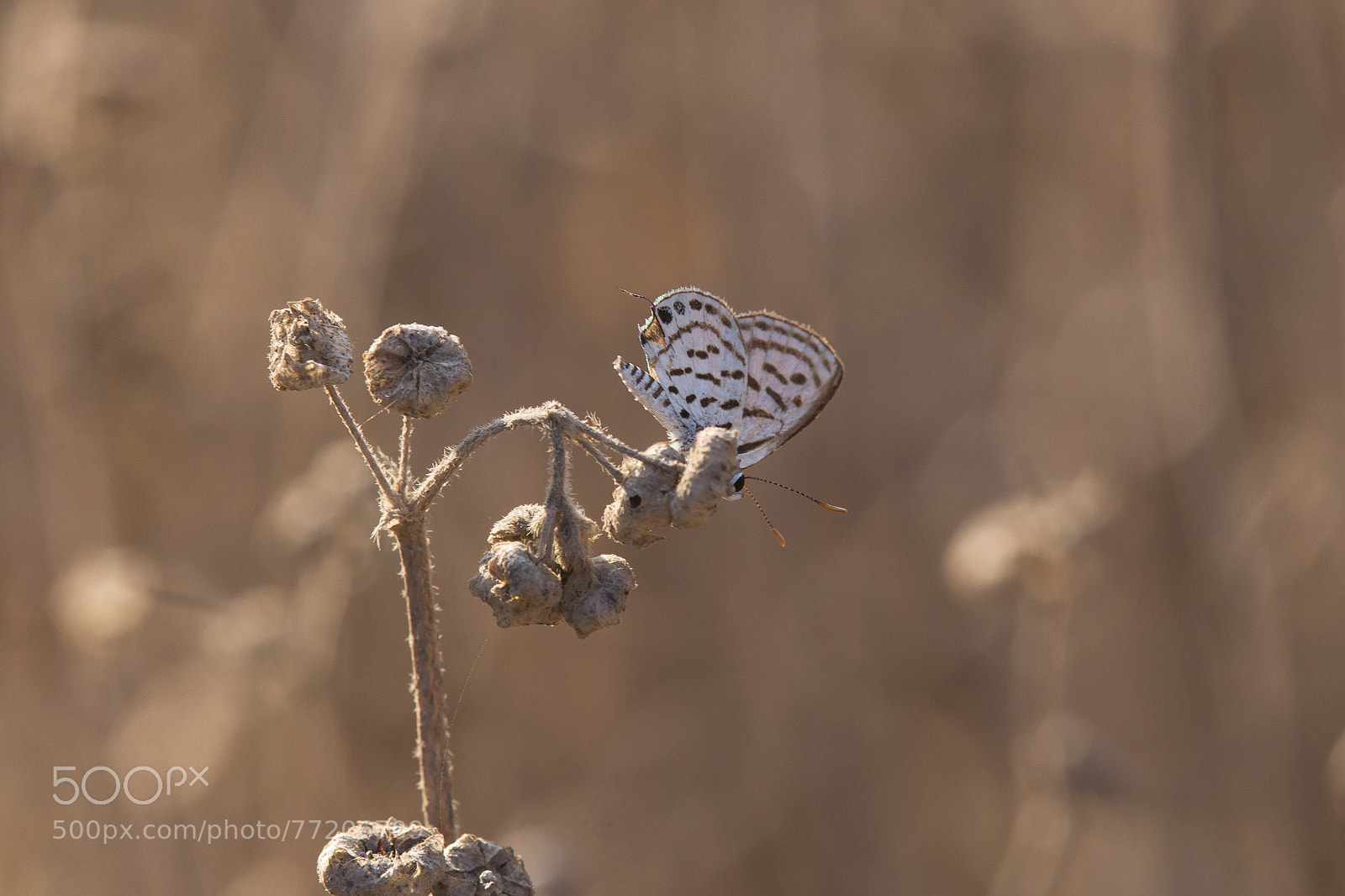 Canon EOS 60D sample photo. The mediterranean tiger blue photography