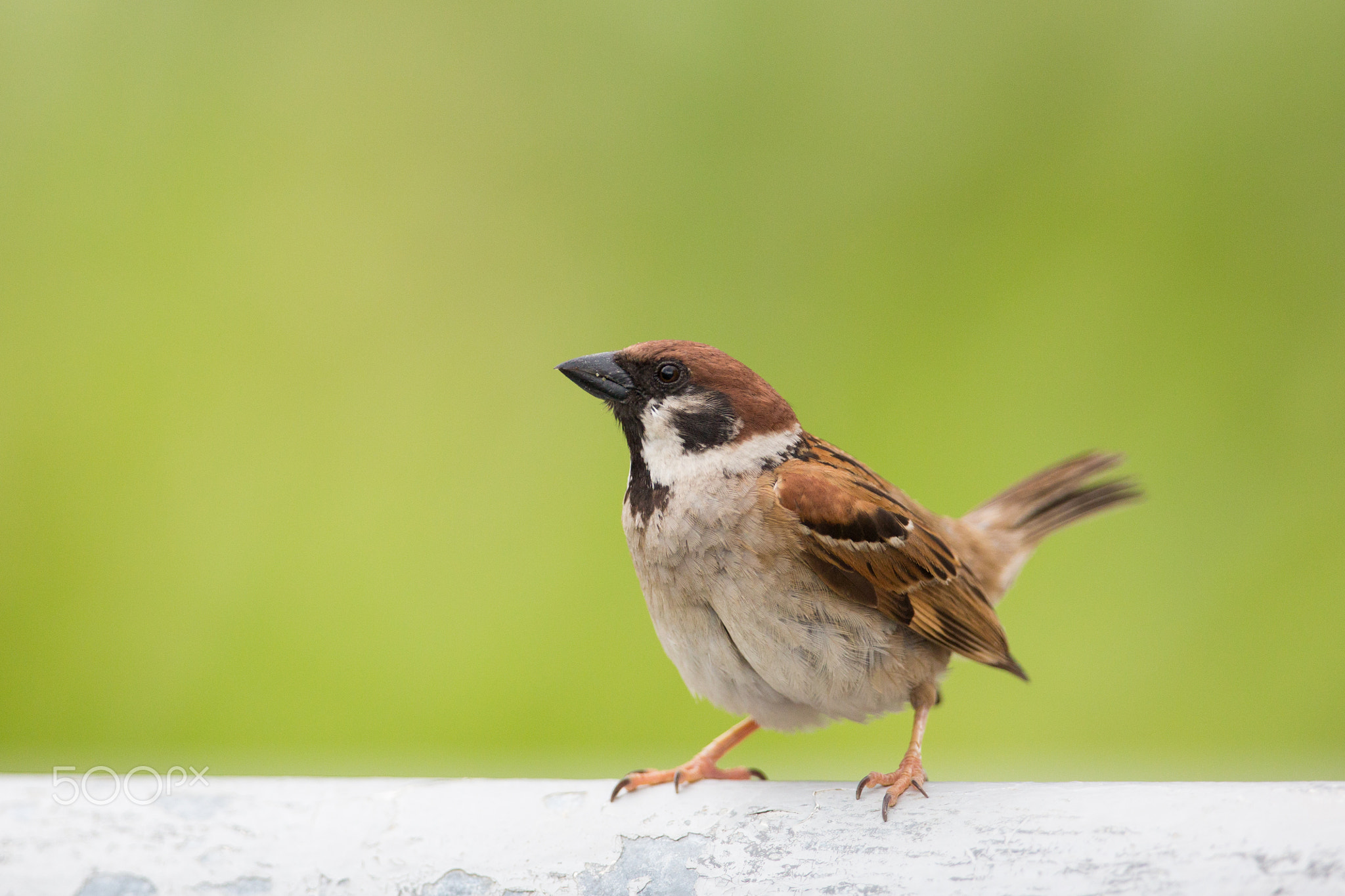 Eurasian Tree Sparrow standing with green background