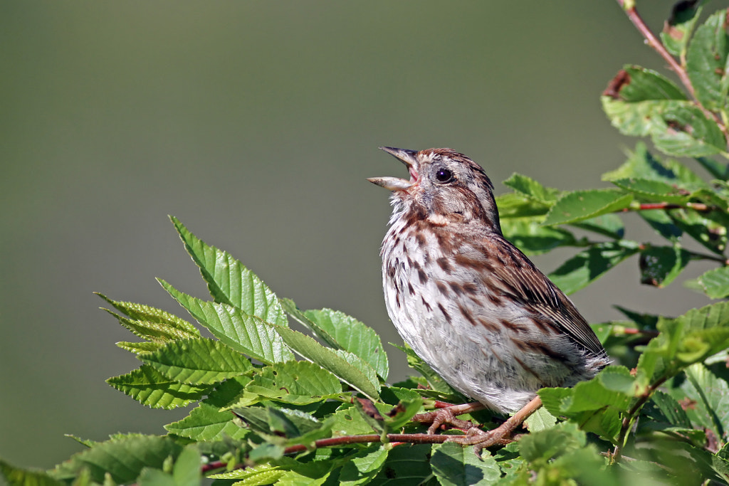 Song Sparrow by birds of illinois - birds of illinois field guide - birds of illinois identification birds of illinois winter