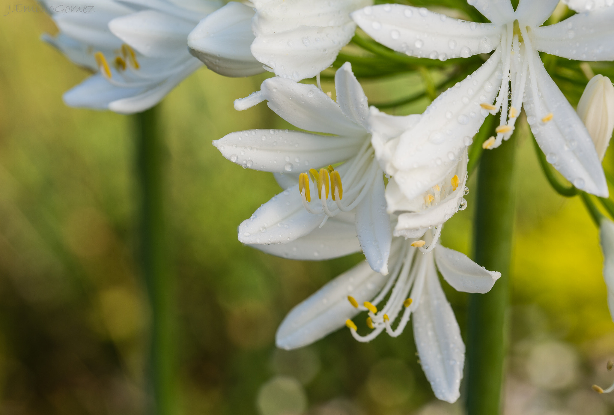 Agapanto blanco