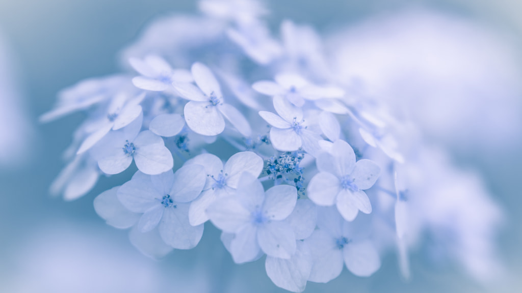 summer illusion, 夏の桜 by Miyako Koumura on 500px.com