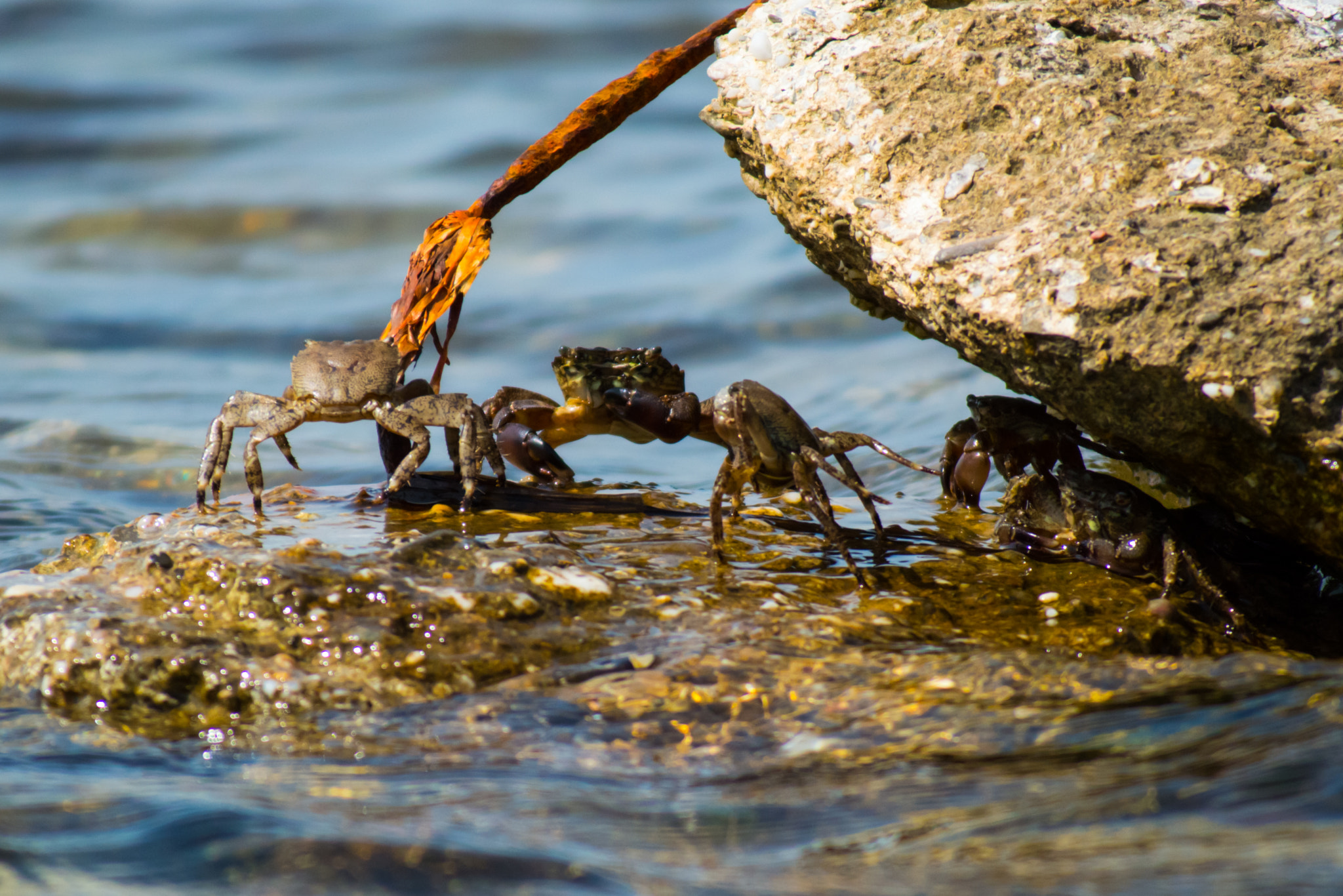 Competition crabs