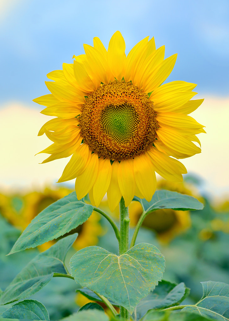 Single sunflower isolated by Laurentiu Iordache / 500px