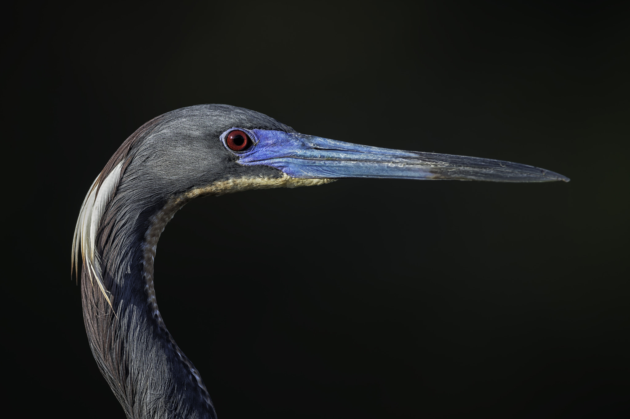 Tricolored profile