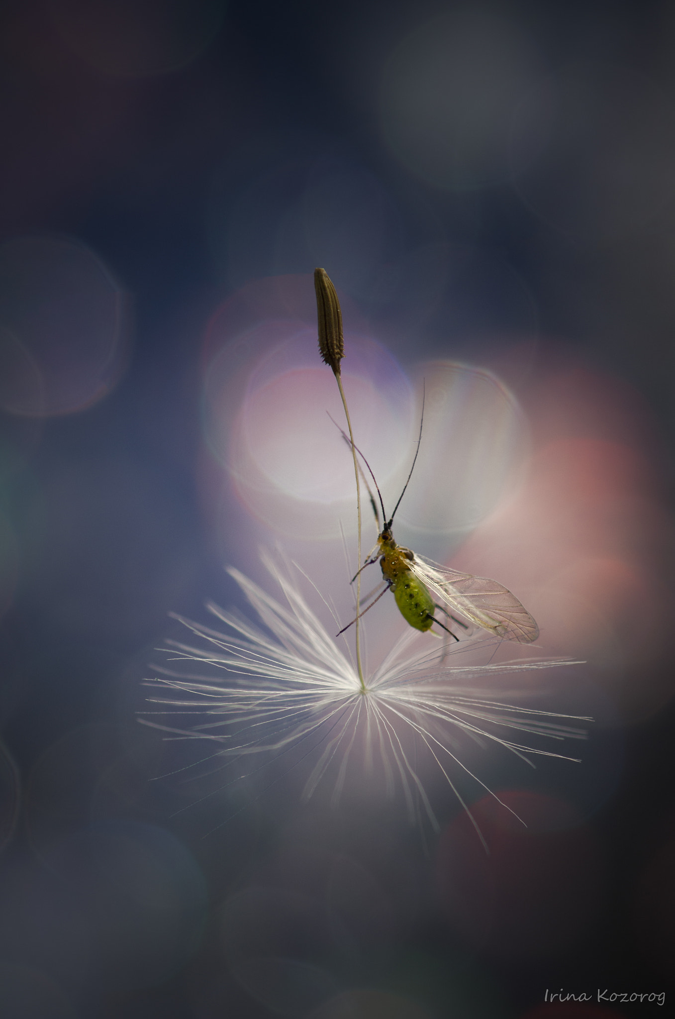 Fly