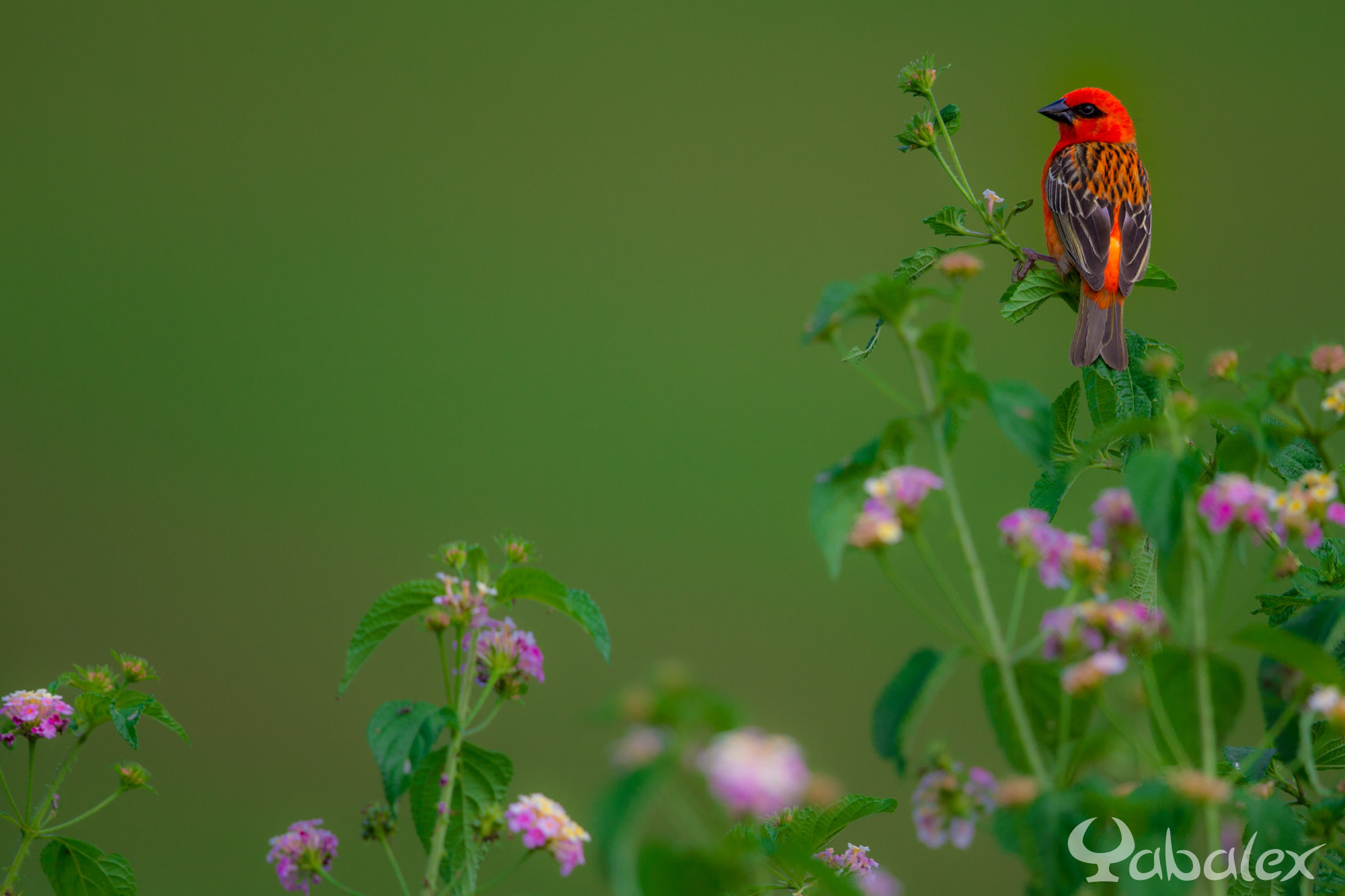 Male rouge en été by Alex Yab on 500px.com