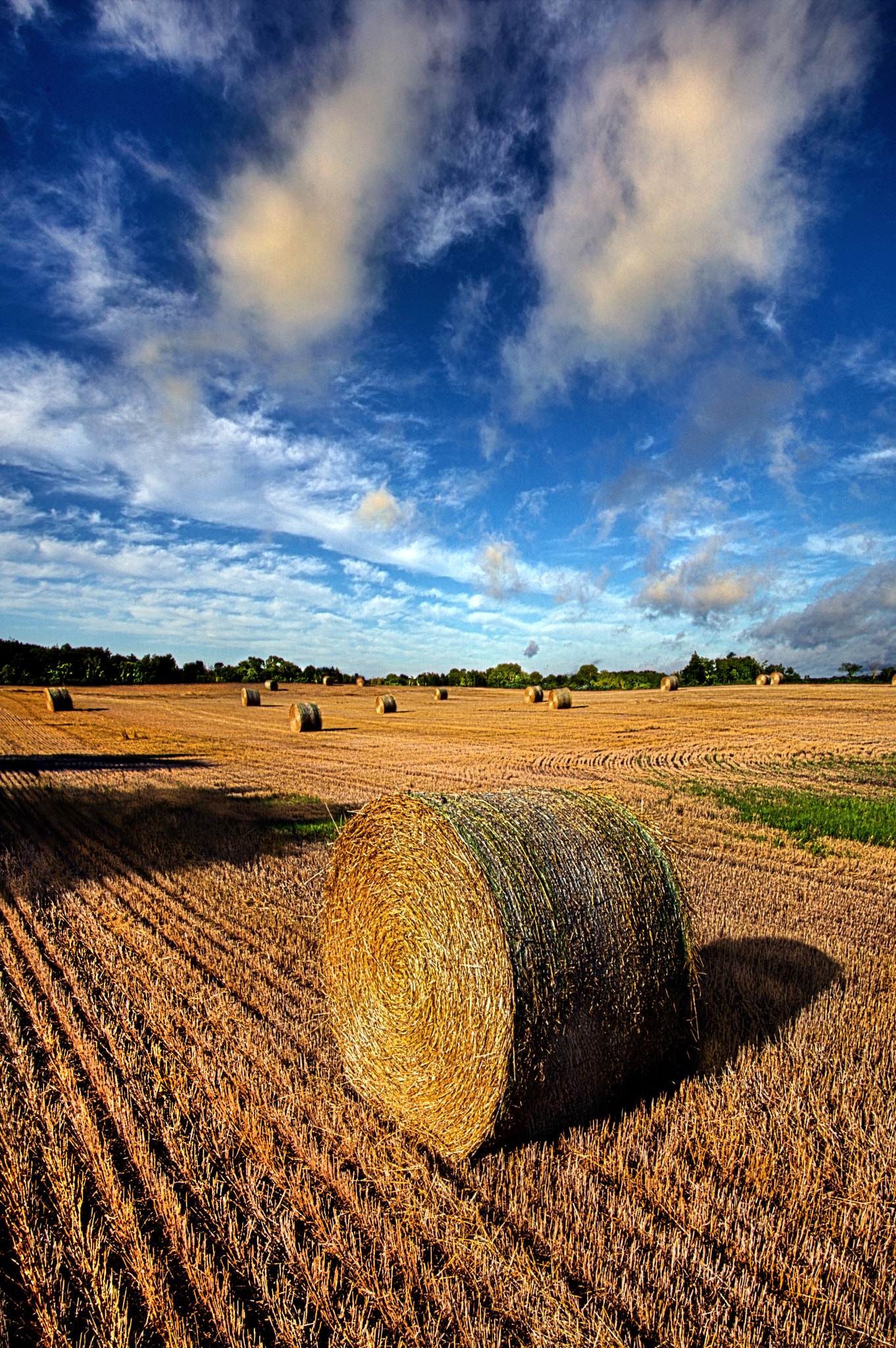 Midsummer Harvest