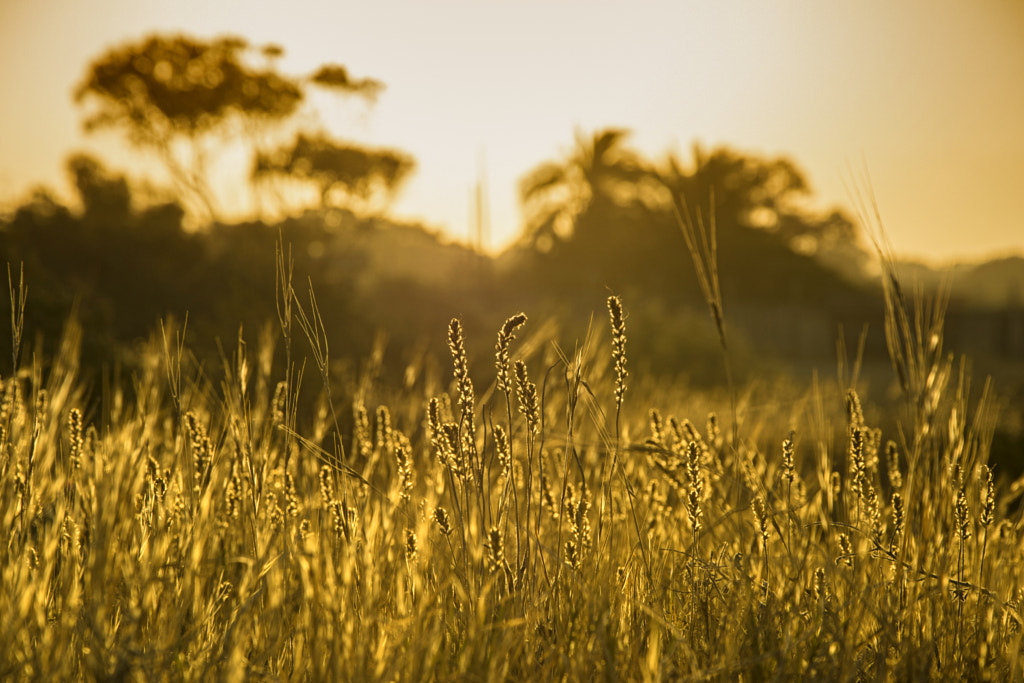 Golden morning by Pavlos Pavlou on 500px.com