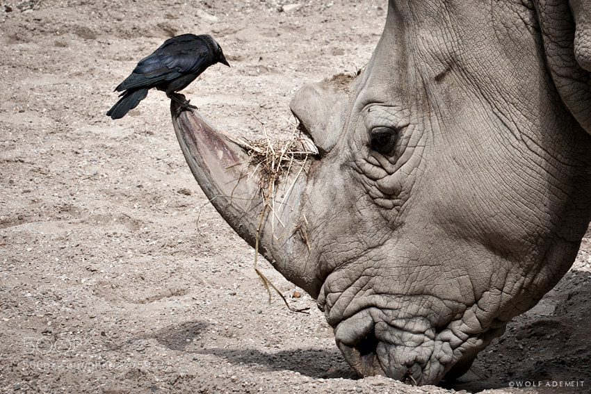 13 rhino and bird