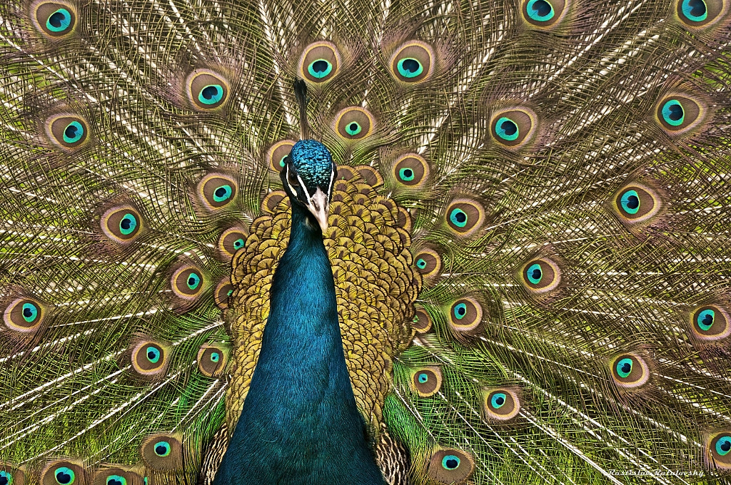 peacock by Rastislav Ratulovský on 500px.com
