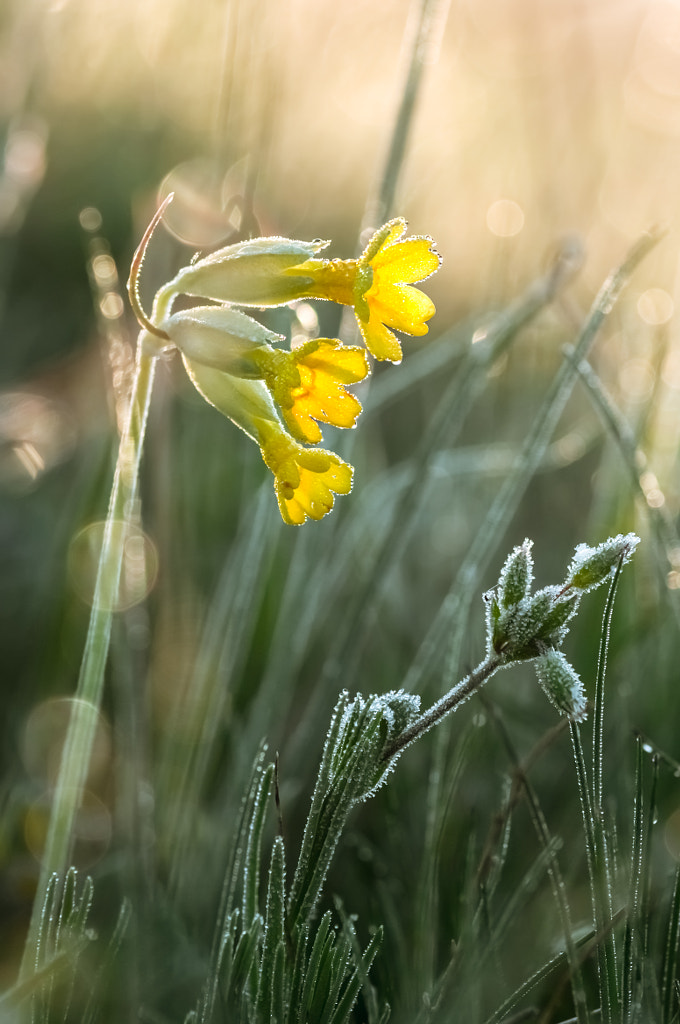 Cowslips (Primula veris) in a fresh spring morning by Viktoria Pettenkoffer on 500px.com