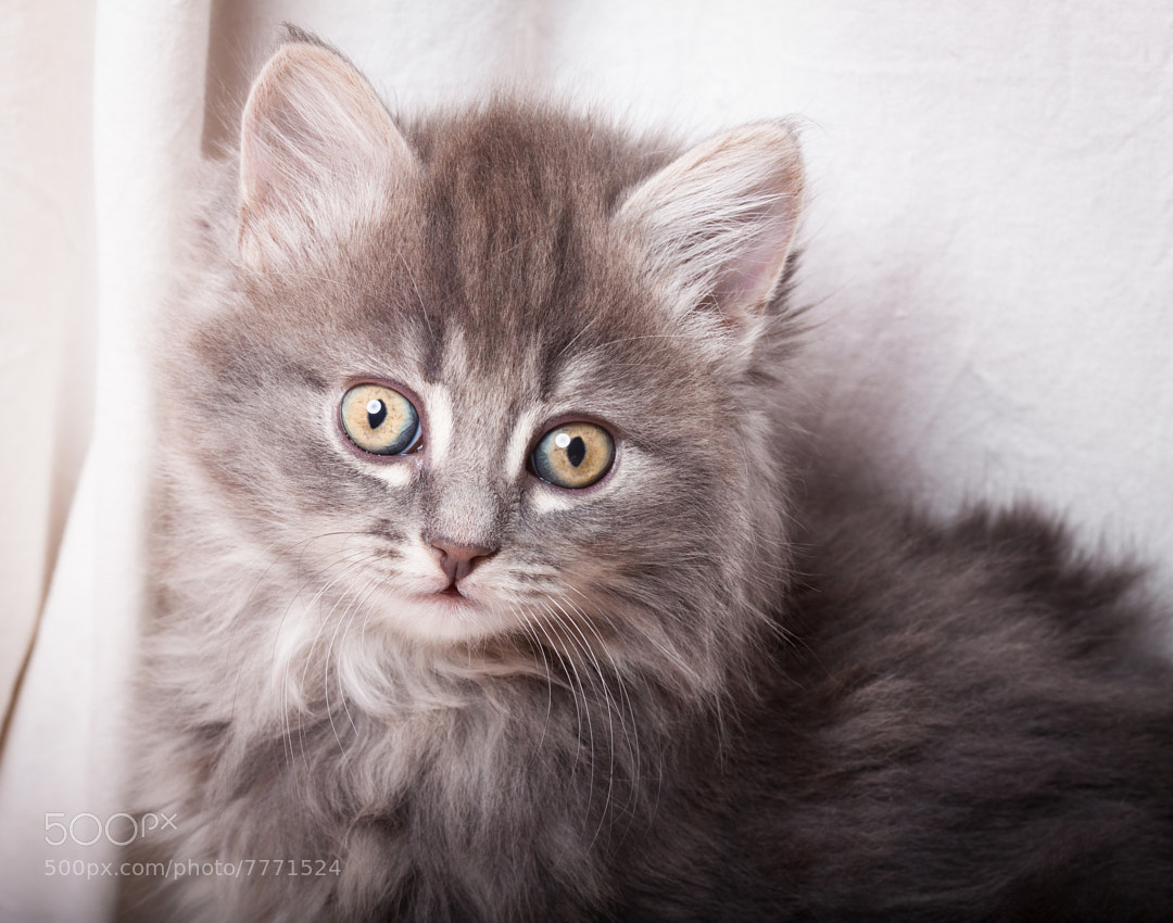 Kitten by Christian Holmér