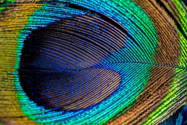 I'm a peacock, you gotta let me fly! by Carrie Kizuka on 500px.com
