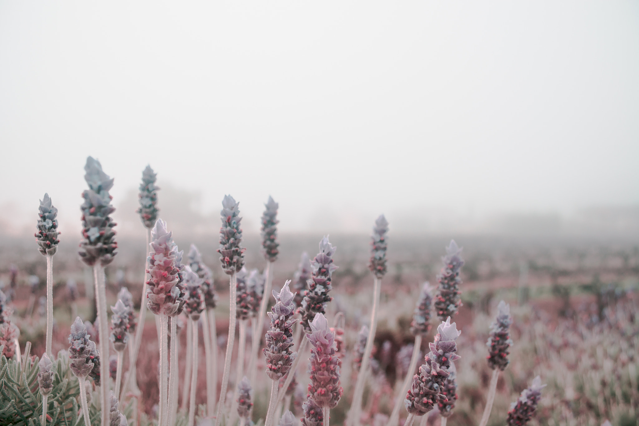 Foggy lavender dawn