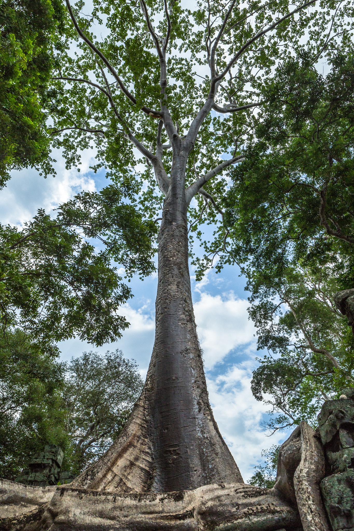 Giant Strangler Fig Tree at Ta Phrom, Angkor, Siem Reap, Cambodia