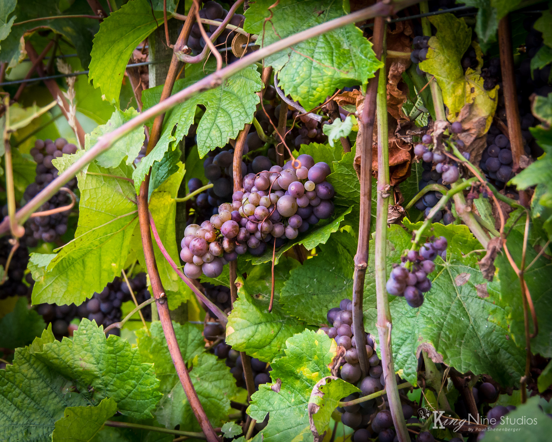 Olympus OM-D E-M5 sample photo. German grapes photography