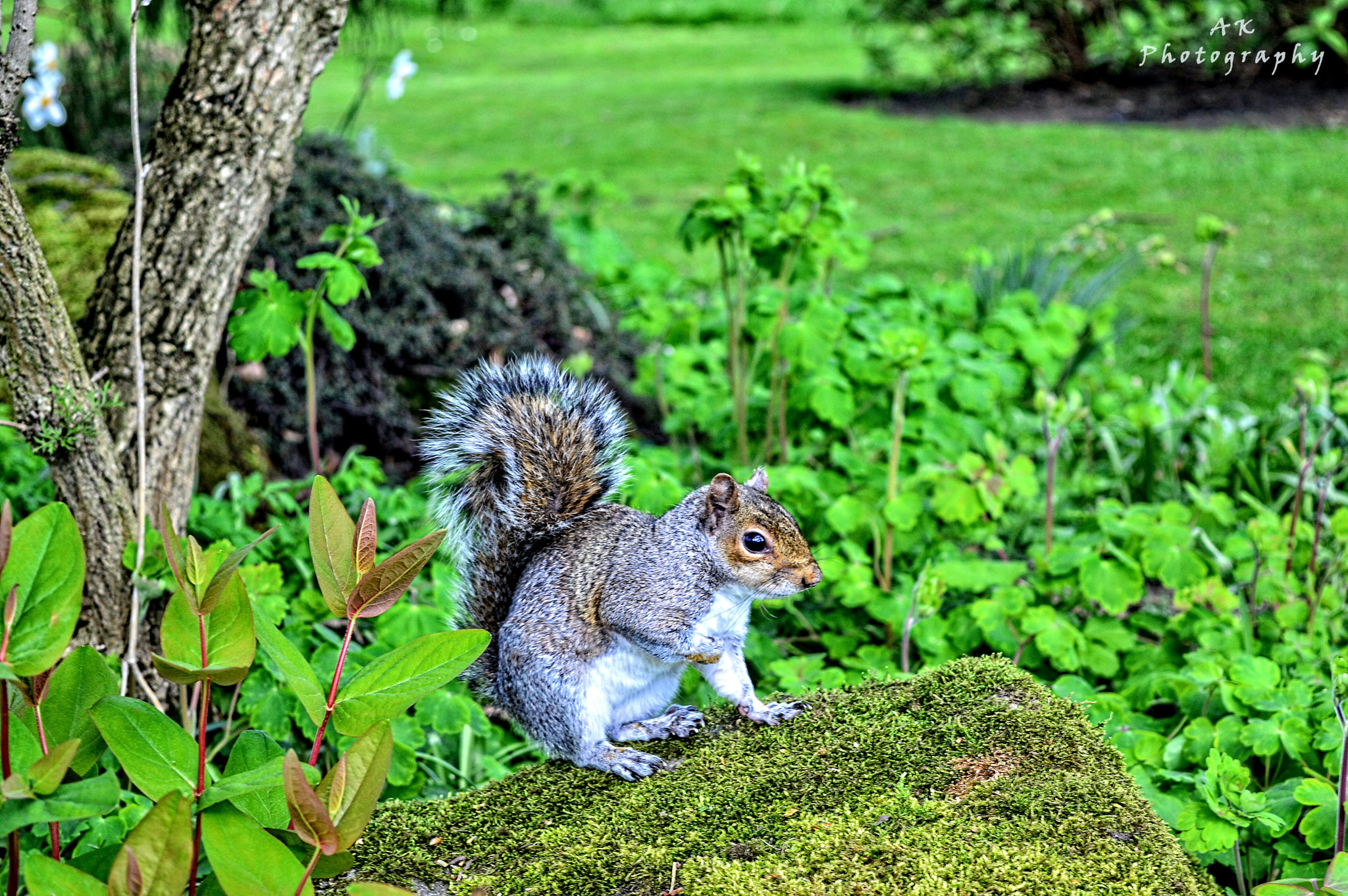 A Squirrel...