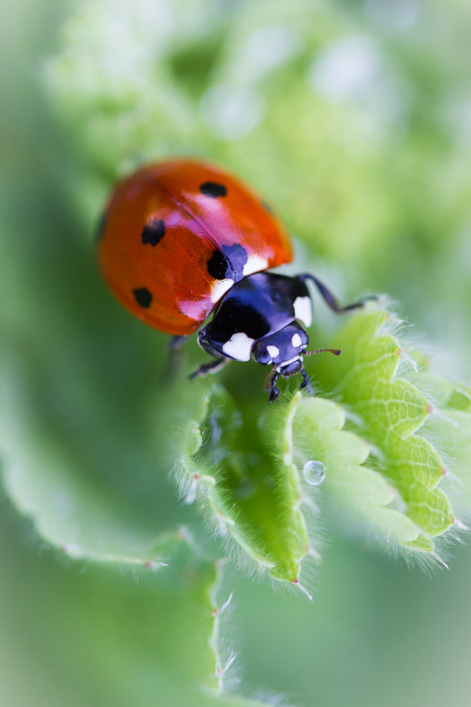 Coccinelle by Eric Dutoit / 500px