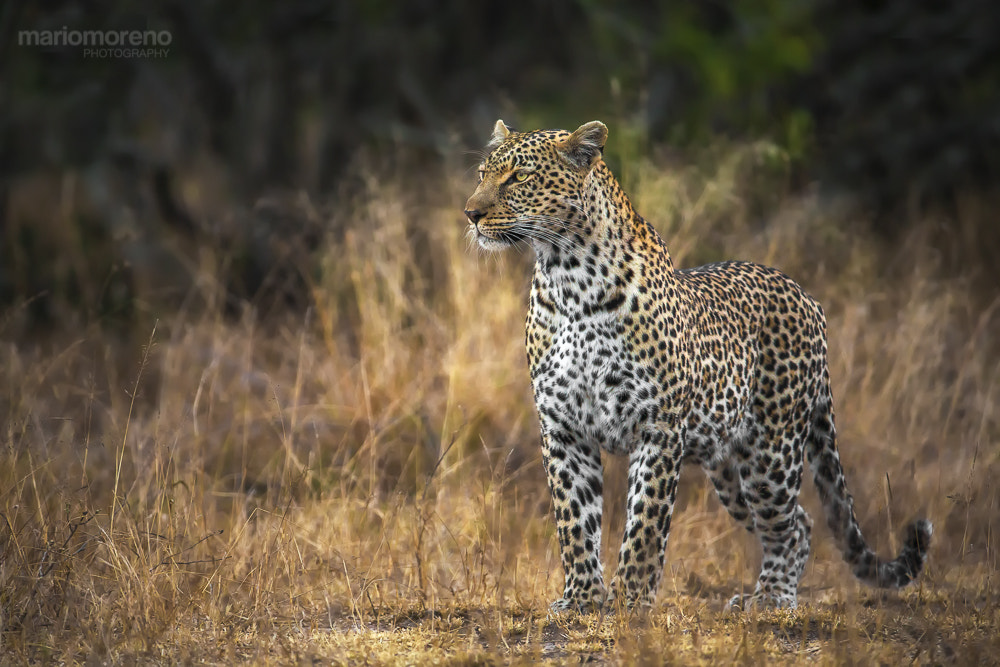 Sabi Sands Beauty