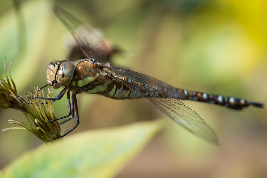 Libelle by Johan Wieland on 500px.com