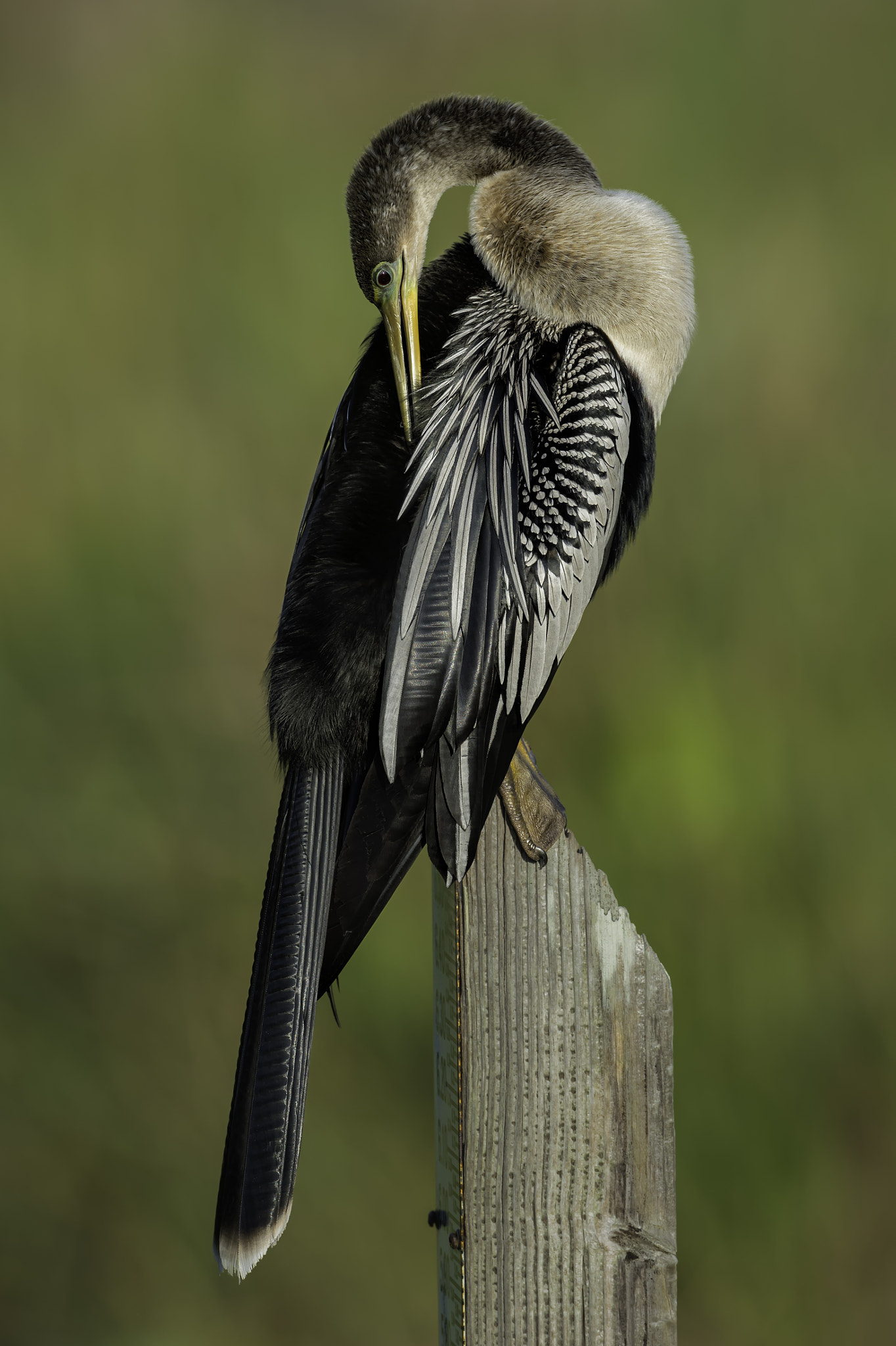 Anhinga