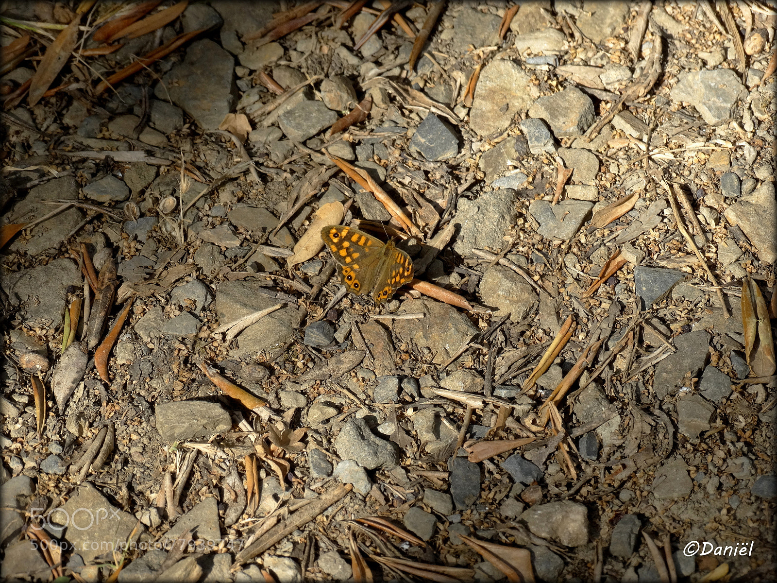 Sony Cyber-shot DSC-HX300 sample photo. Butterfly ... .. . photography