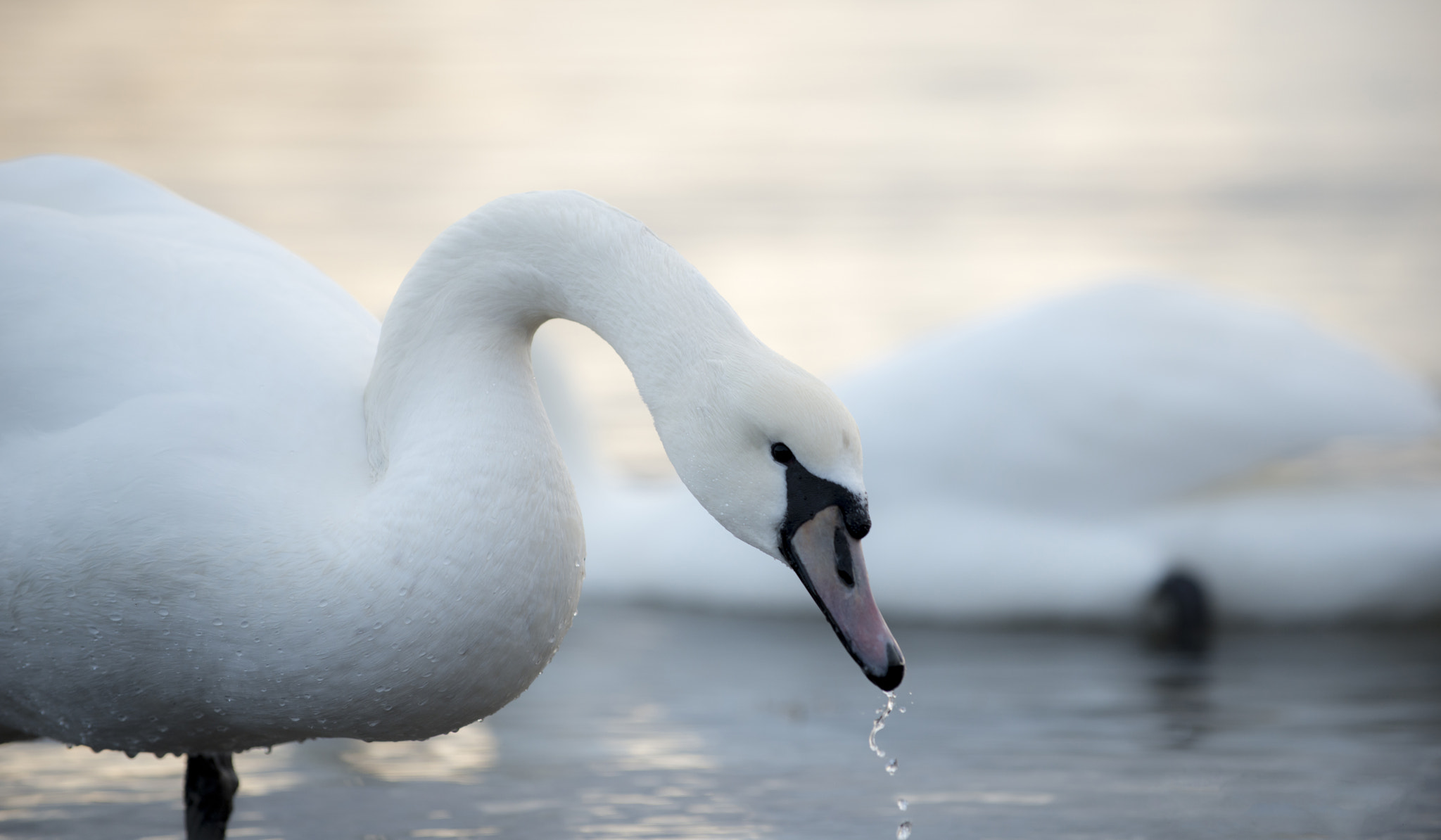 Swan
