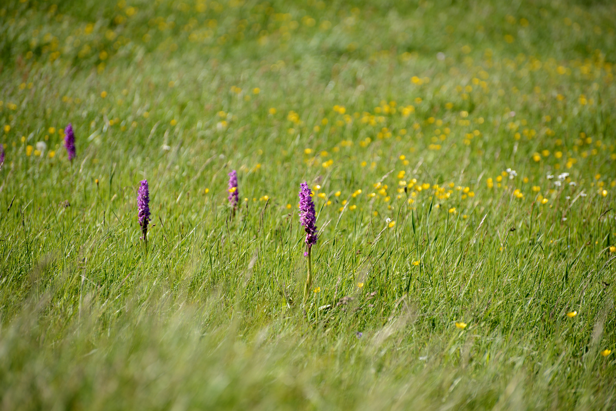 The lawn and its colors