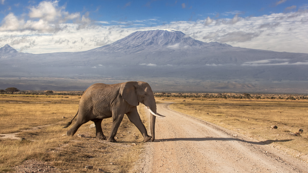 Road through Amboseli by James Forsyth on 500px.com
