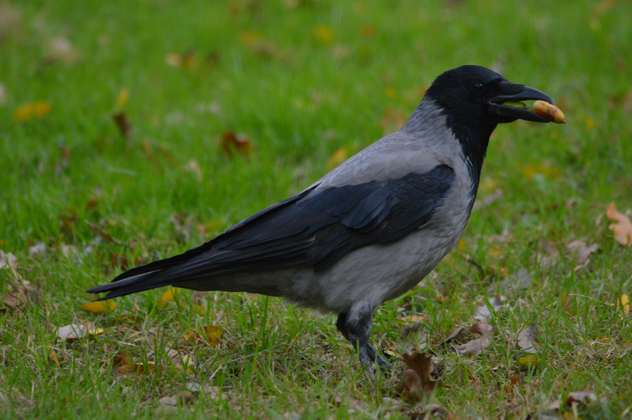 Greedy crows