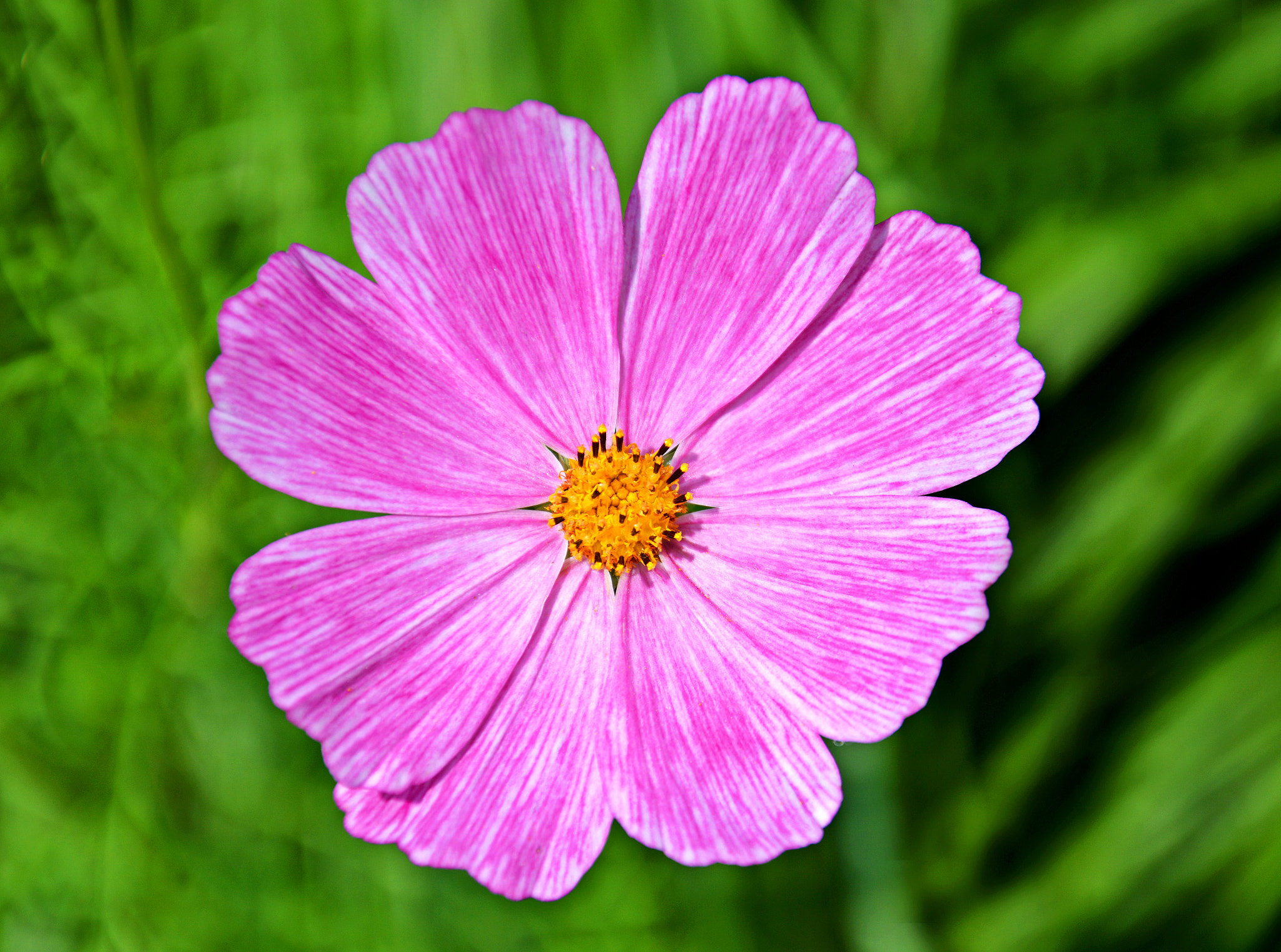 cosmos or mexican aster cosmos bipinnatus