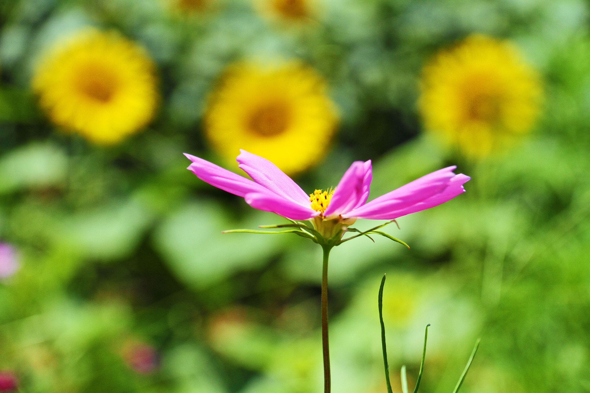 Pink on yellow