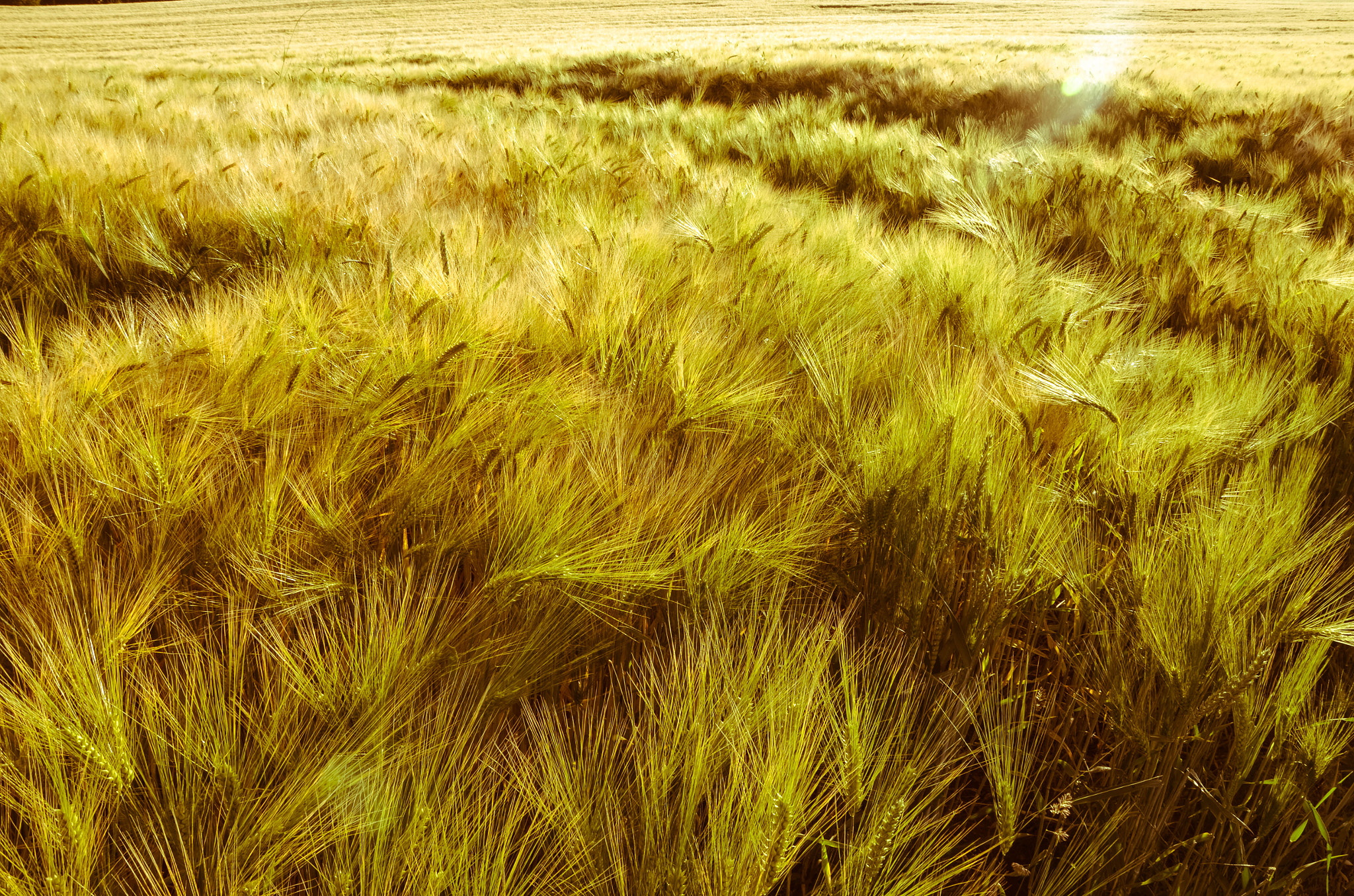 Golden Fields