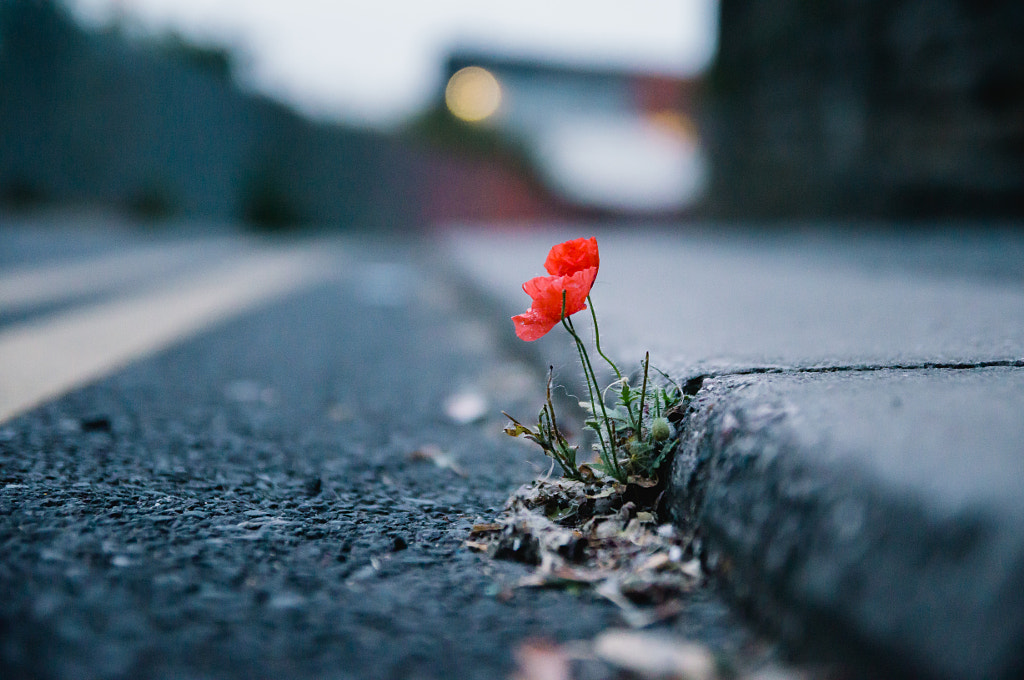 Urban Poppy by Jose Vazquez on 500px.com