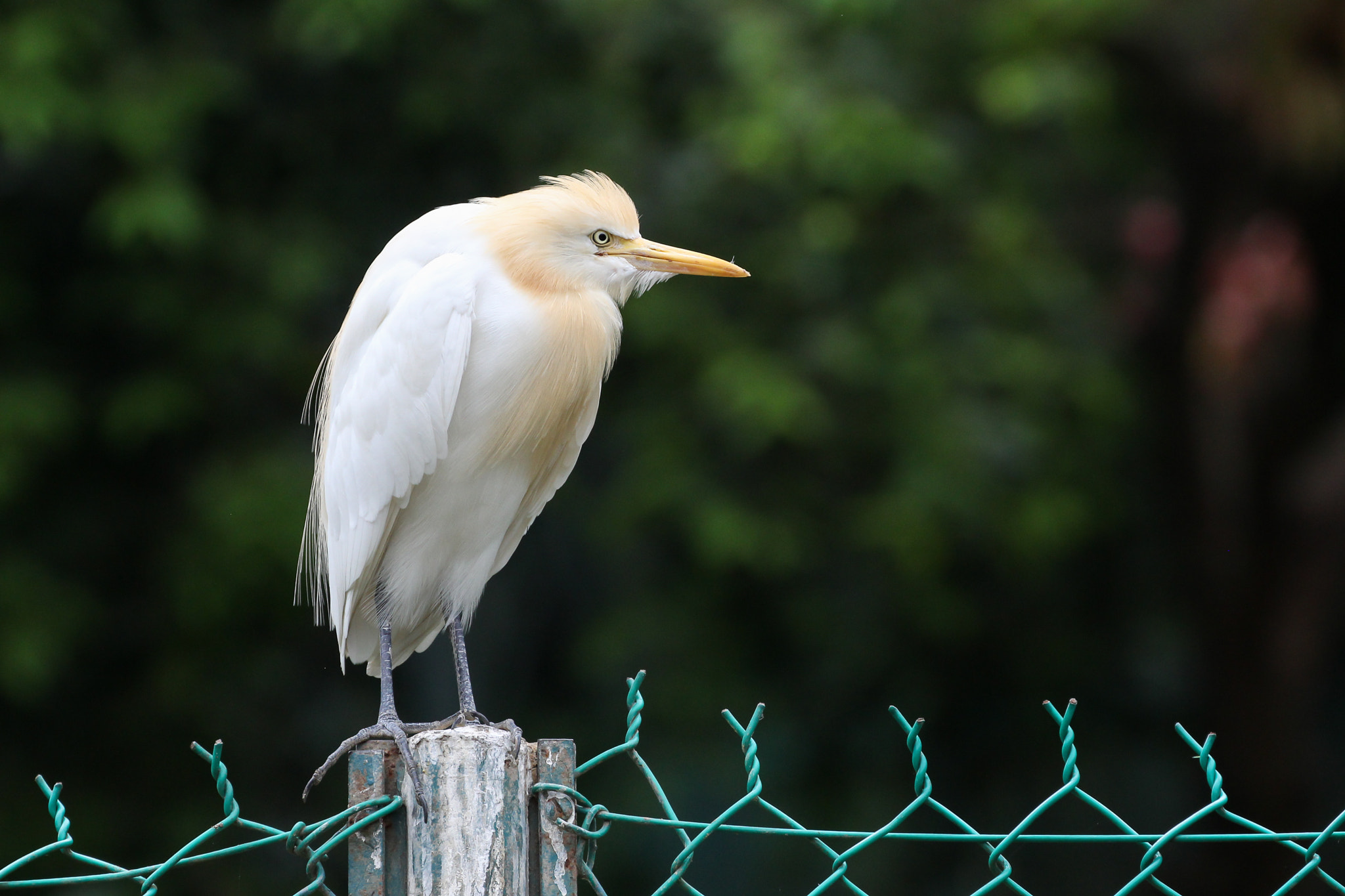 White heron