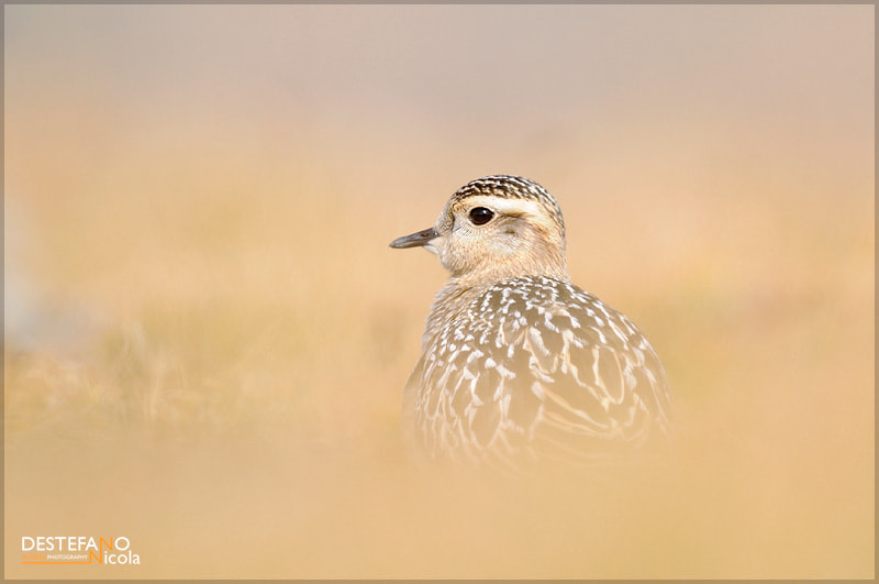 Eurasian Dotterel by Nicola Destefano / 500px