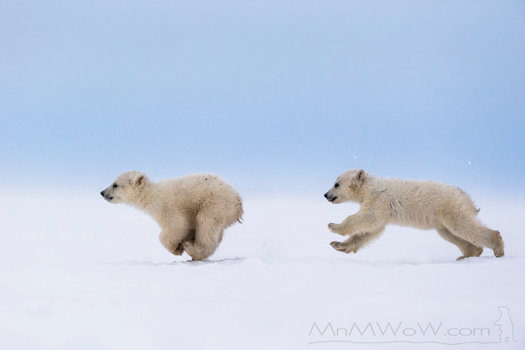 The chase by Meril Darees Wildlife Photography on 500px.com