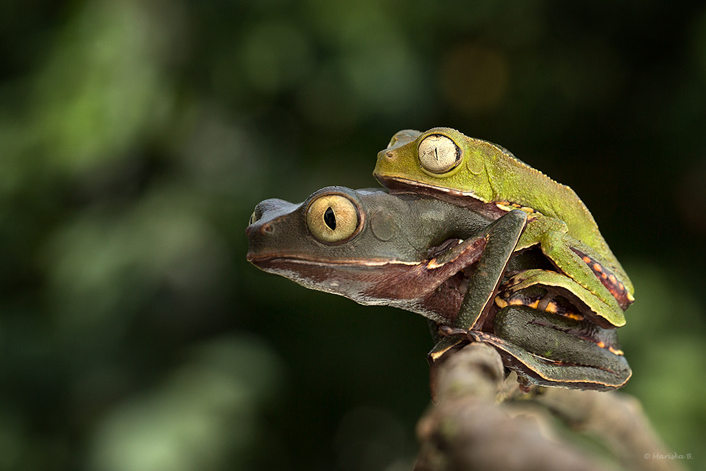 Amplexus