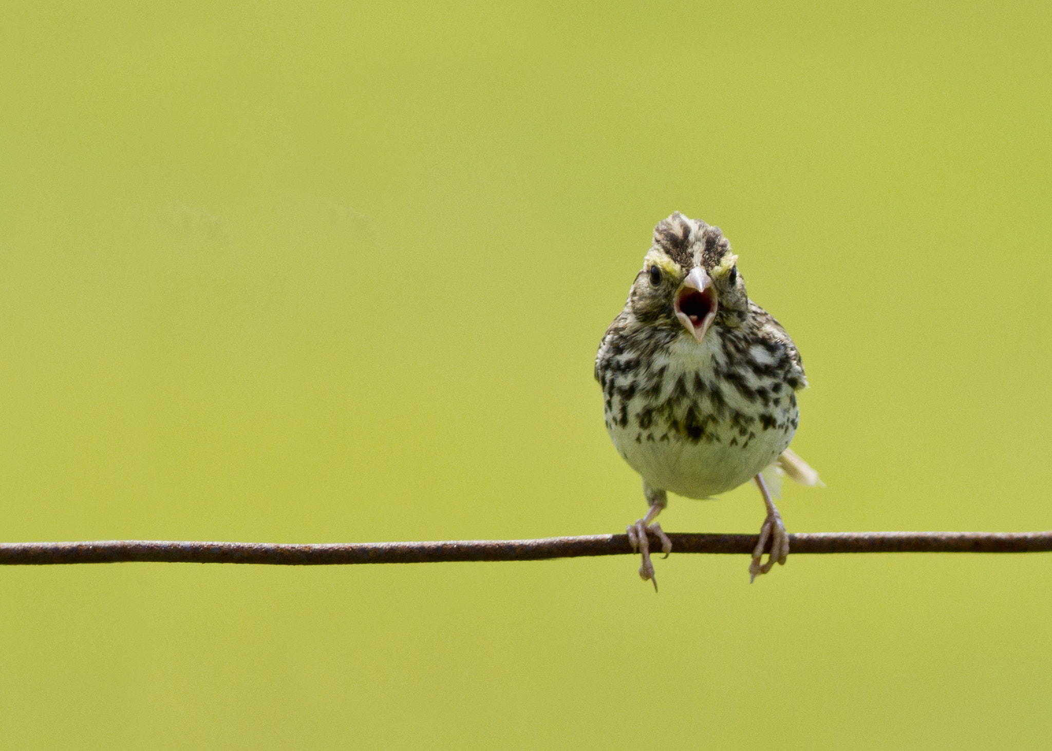 La! La! La! It's Friday! * La! La! La! C'est vendredi!