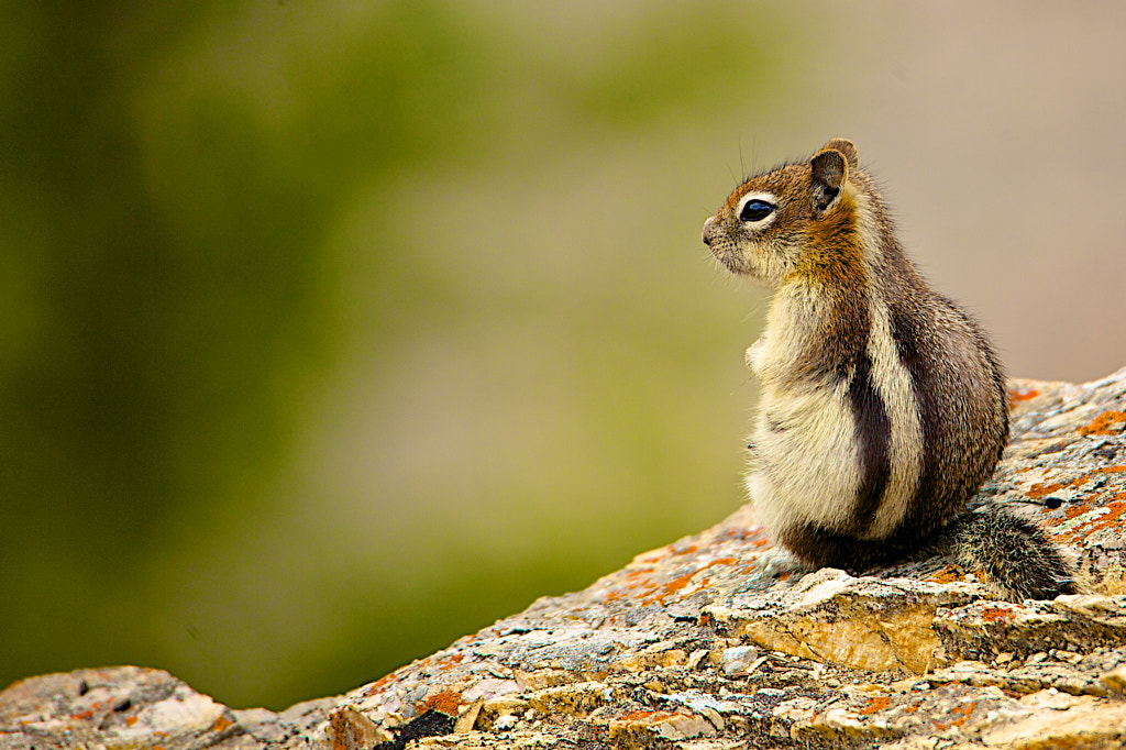 Chipmunk by Jorge Dominguez on 500px.com