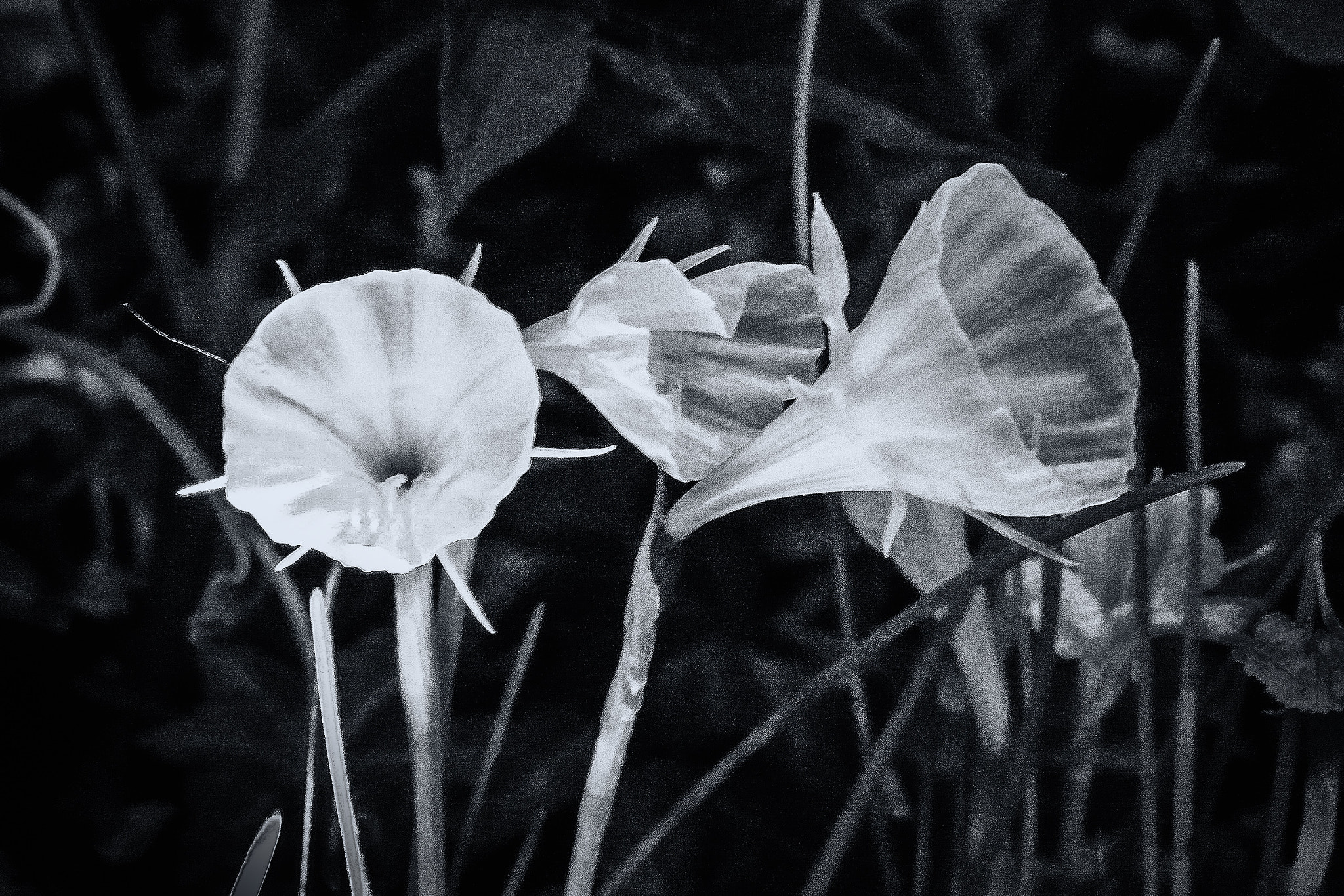 Spooky Daffodils