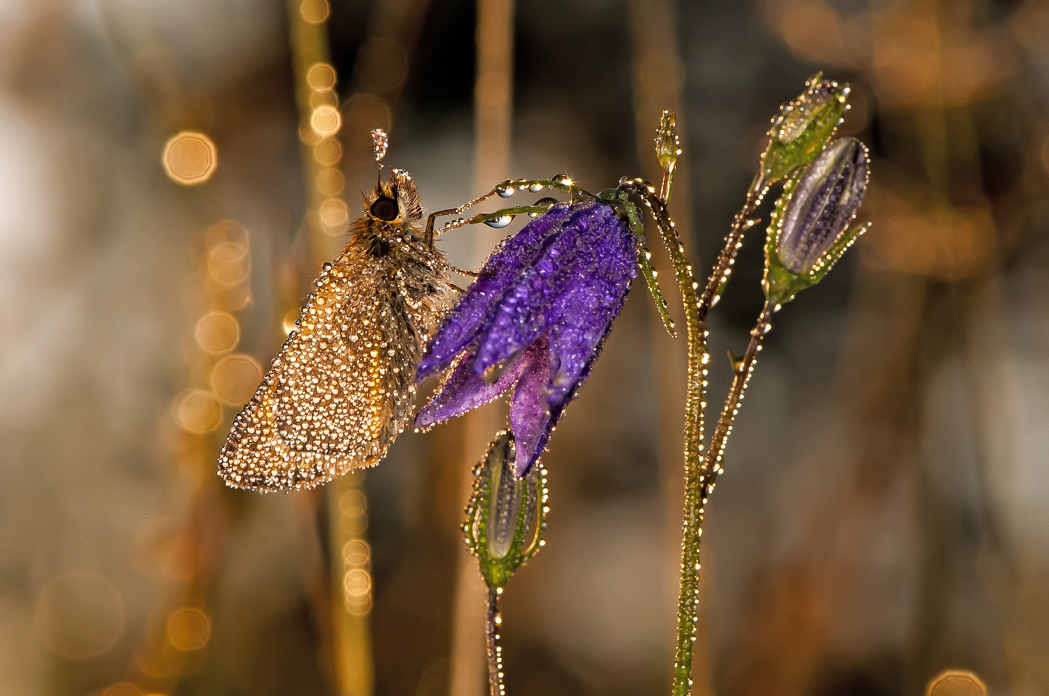 Ochlodes sylvanus by Egon Hye on 500px.com