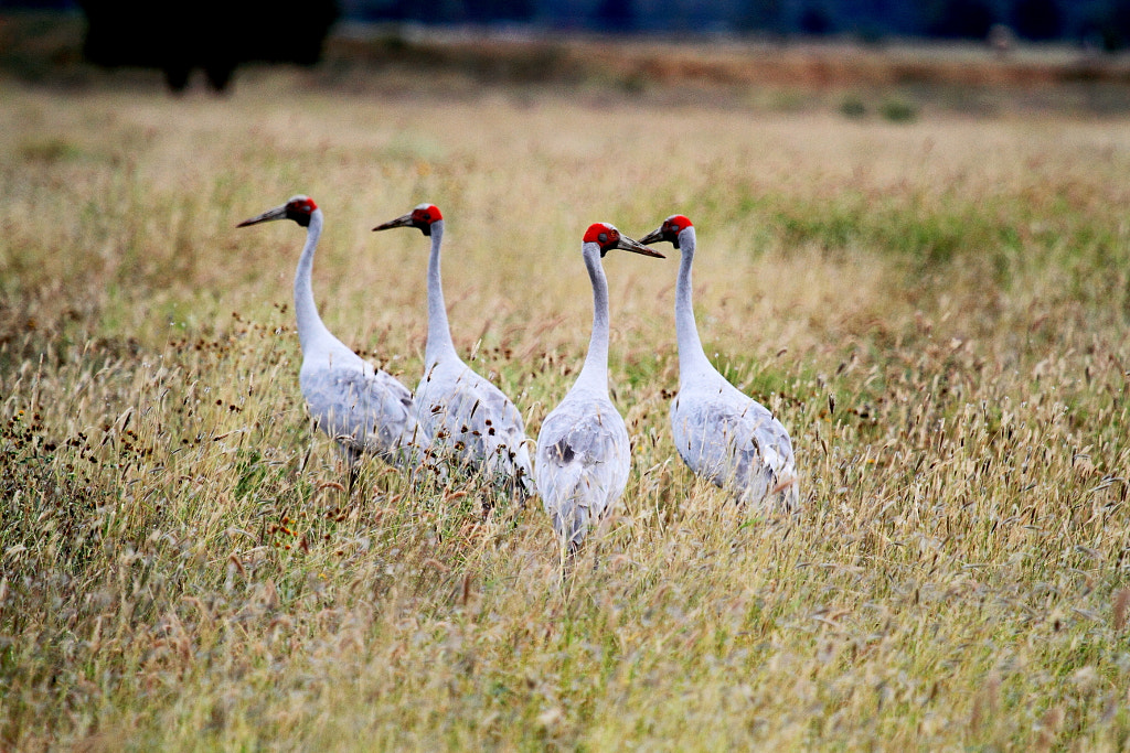 Types of Cranes Birds - Brolga